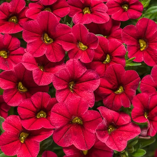 Calibrachoa 'Superbells® Red'