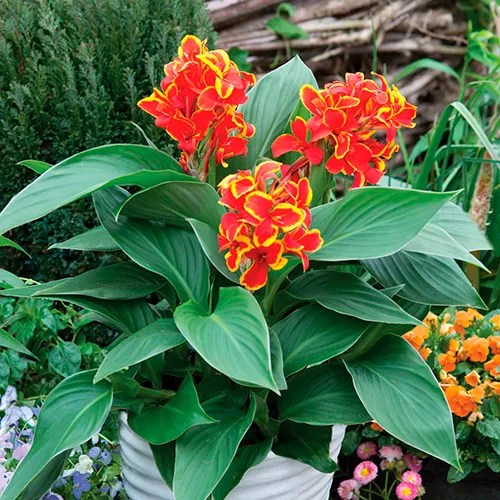 Canna 'Cannova® Red Golden Flame'