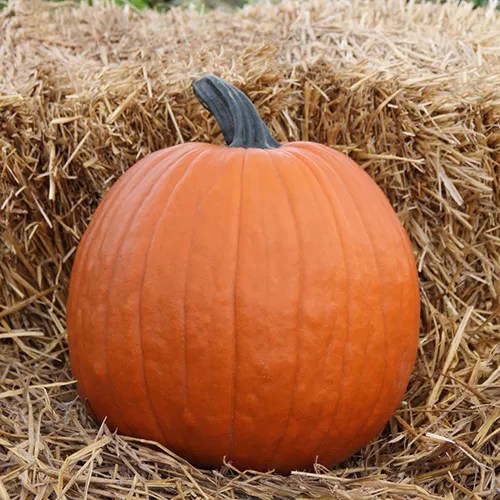 Citrouille 'Magic Lantern'