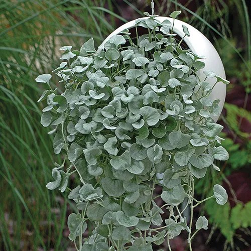 Dichondra argenté 'Silver Falls'
