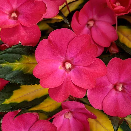 Impatiente 'SunPatiens® Compact Tropical Rose'