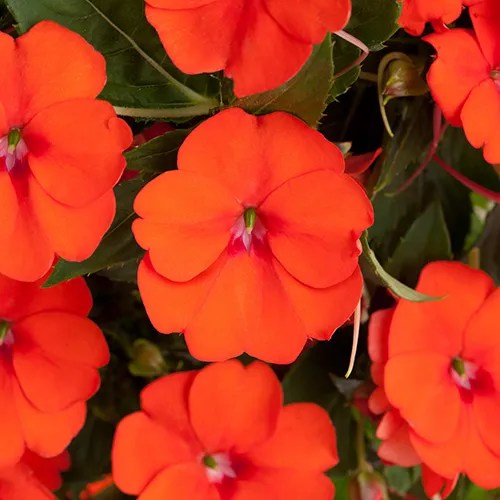 Impatiente 'SunPatiens® Vigorous Orange'