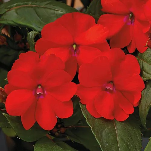 Impatiente 'SunPatiens® Vigorous Red'