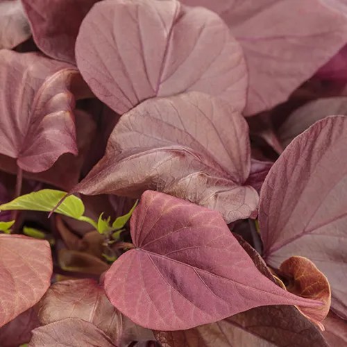 Ipomée 'Sweet Caroline Sweetheart Mahogany™'