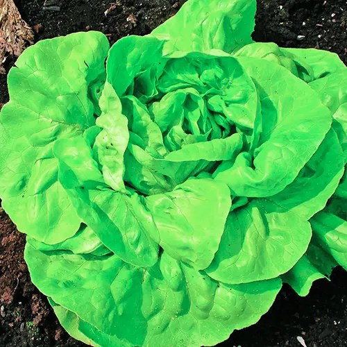 Laitue Boston 'Rhapsody'