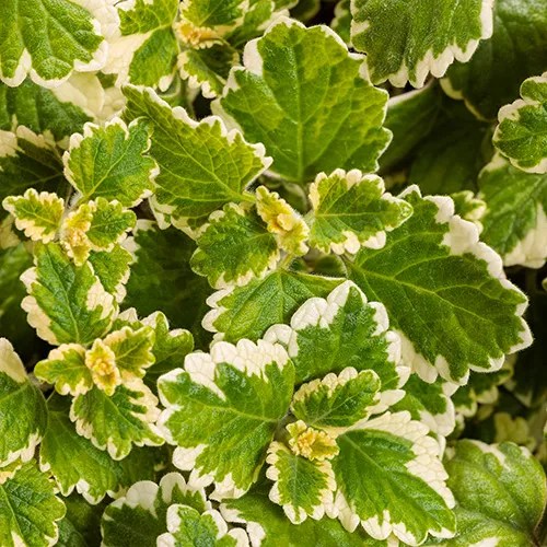 Plectranthus (Lierre suédois) 'Variegata'