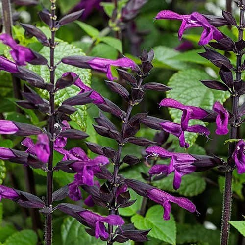 Salvia hybride 'Rockin'® Deep Purple'