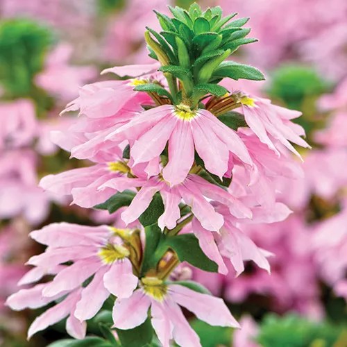 Scaevola 'Scalora® Topaz Pink'