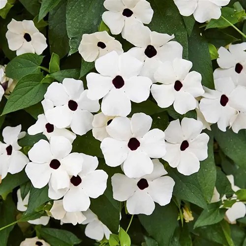Thunbergia 'Sunny Susy® White Halo'