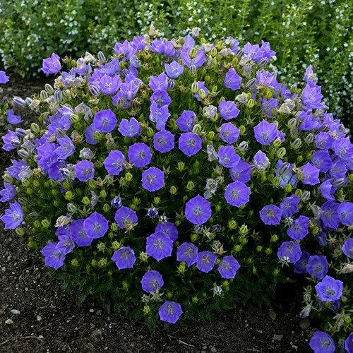 Campanule des Carpates 'Rapido Blue'