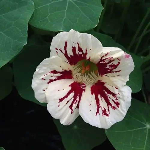 Capucine 'Orchid Cream'