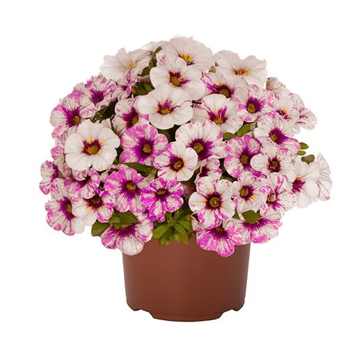 Calibrachoa 'Rainbow® Paloma Pink'
