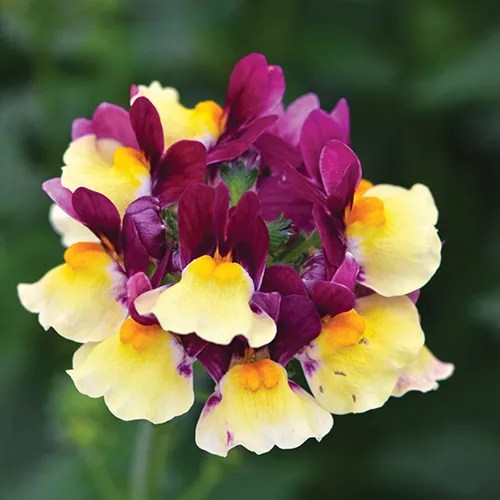 Némésie 'Escential® Raspberry Lemonade'