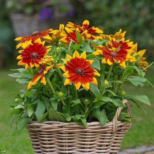 Rudbeckie 'Sunbeckia Mia'