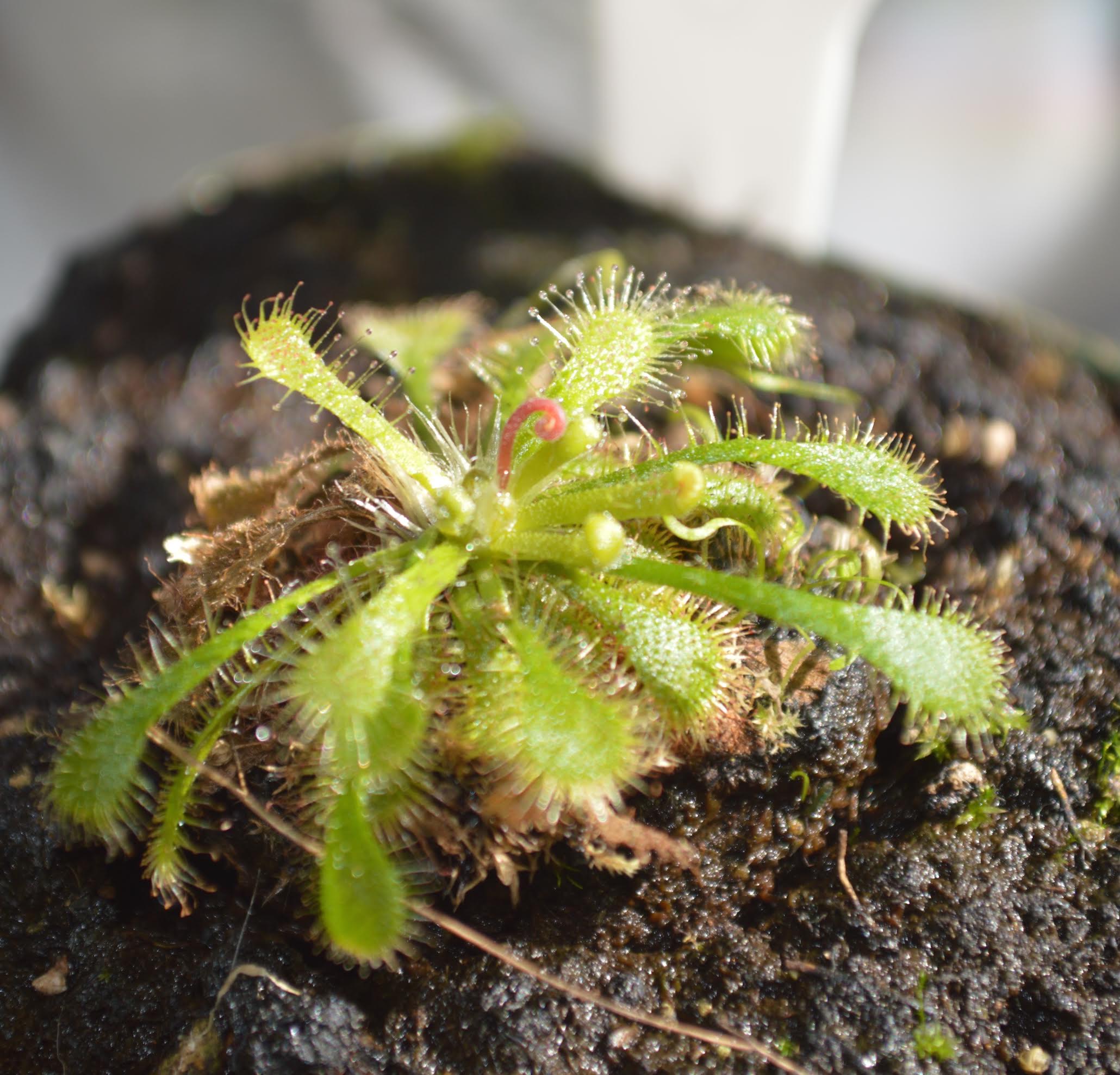 drosera tokaiensis