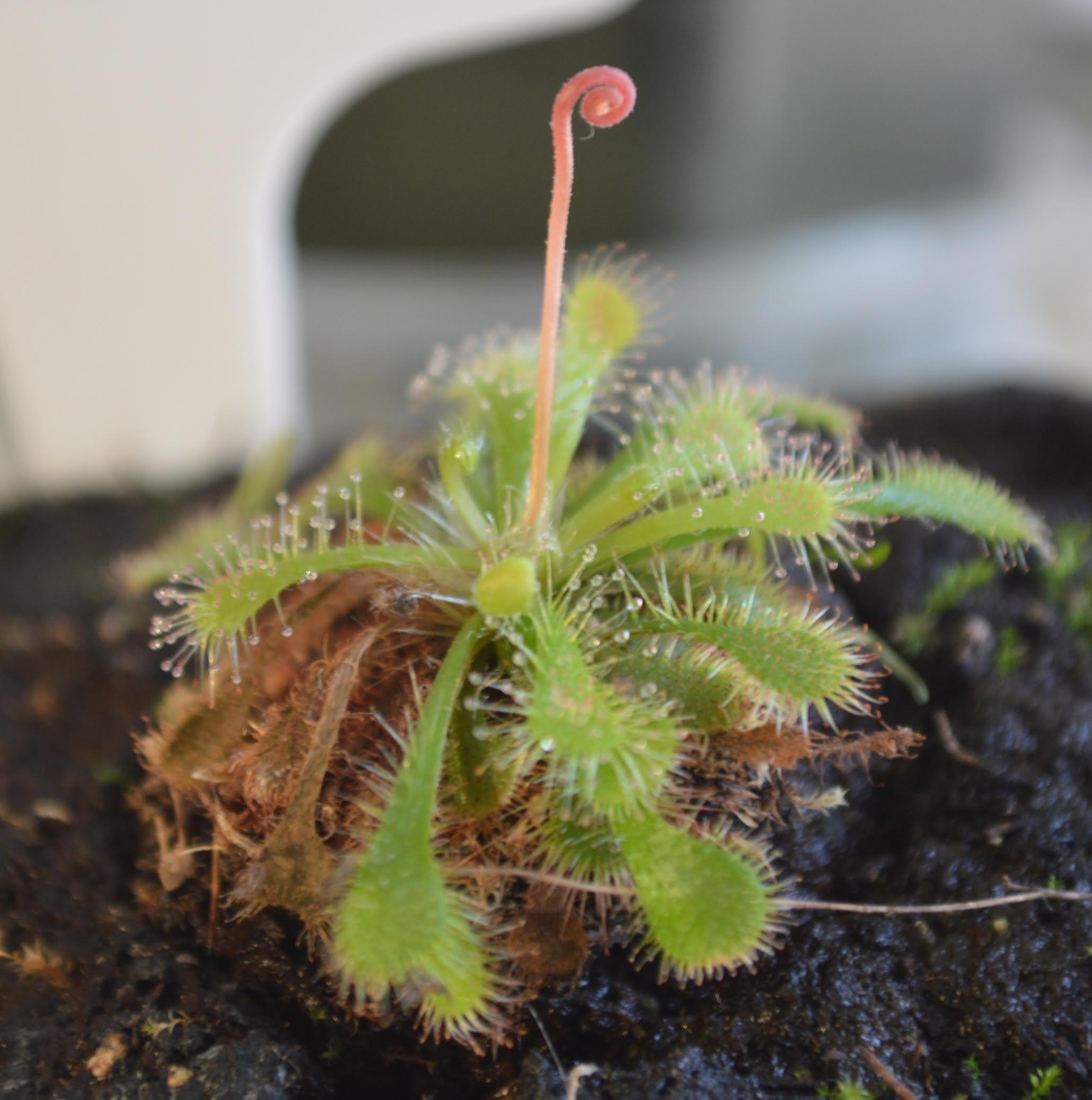 drosera tokaiensis