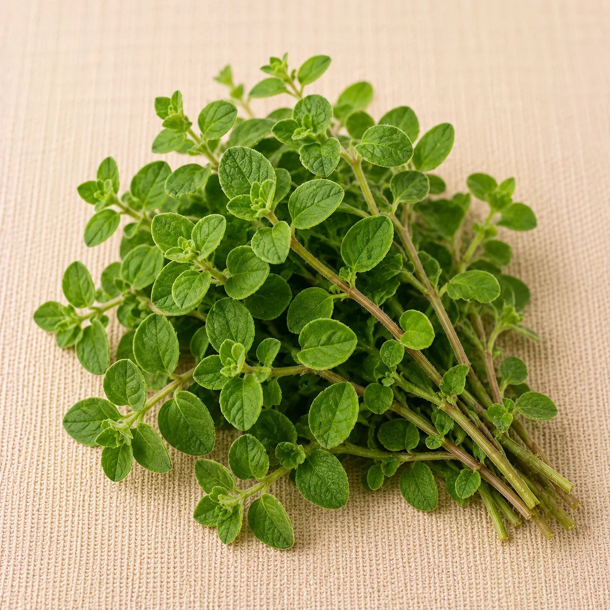 Organic Gourmet Herb Seeds - Oregano