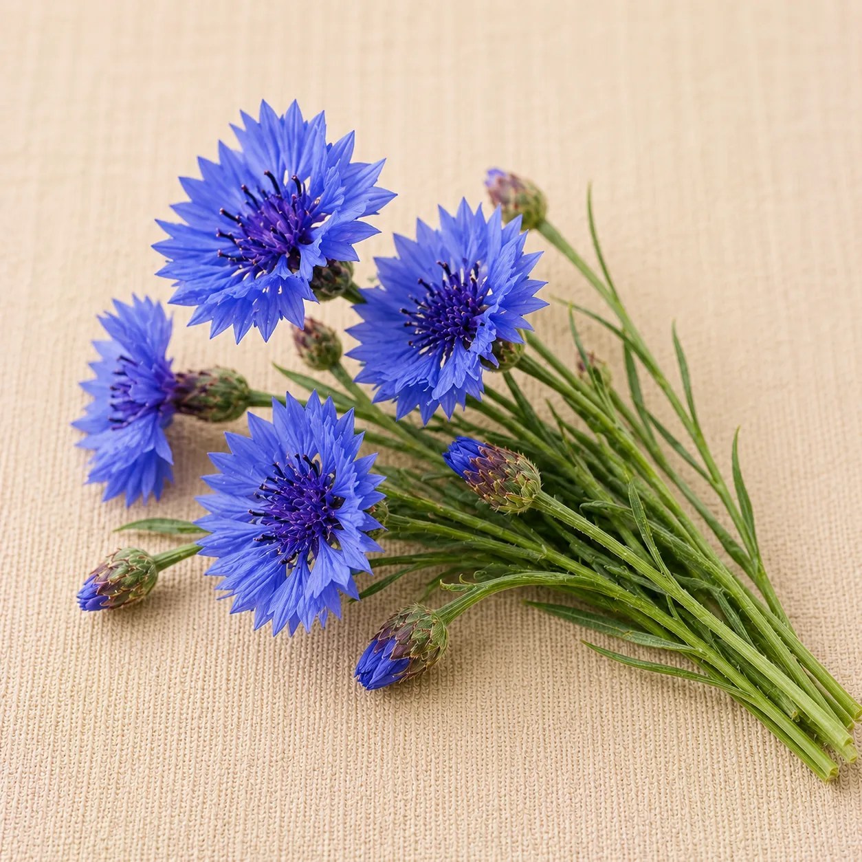 Enchanting Blooms Flower Seeds - Bachelor's Buttons