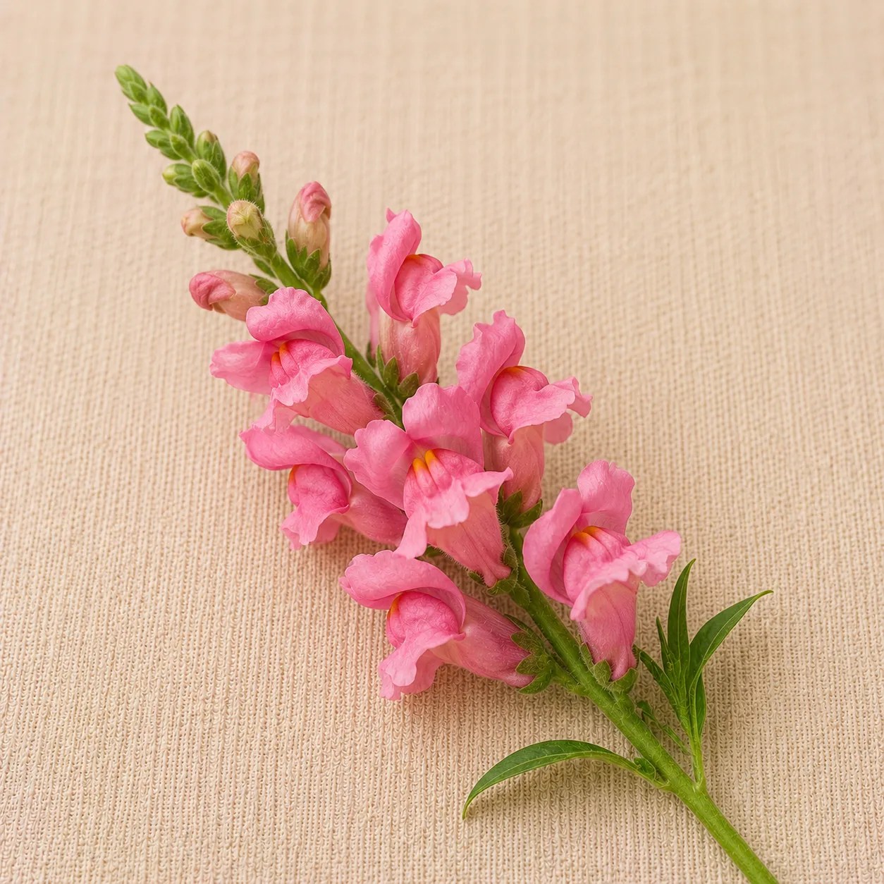 Enchanting Blooms Flower Seeds - Snapdragons