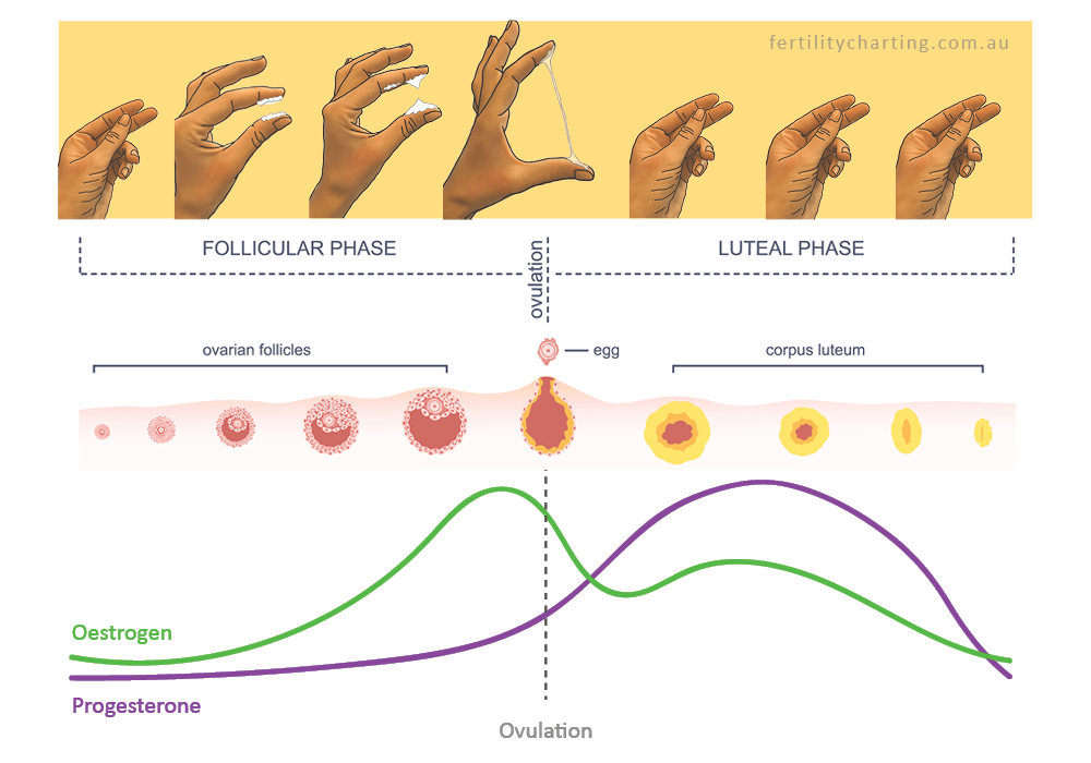 Menstrual Cycle Discharge After Ovulation If Pregnant Why I Can t Get