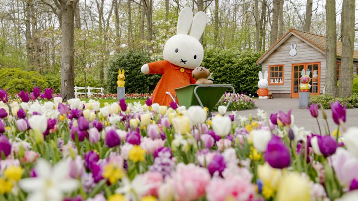 Miffy visite Keukenhof