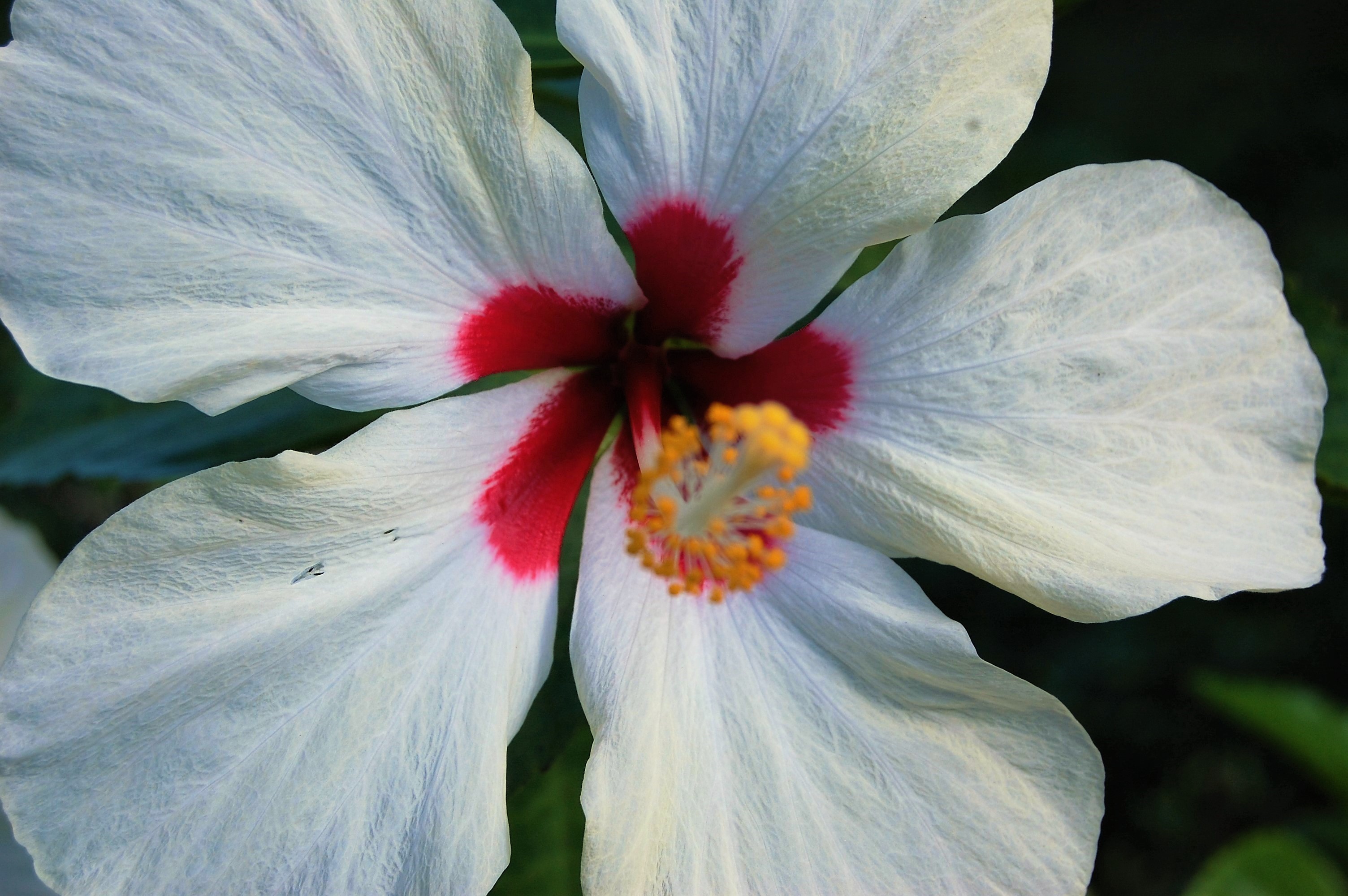 White Hibiscus, Jamaica