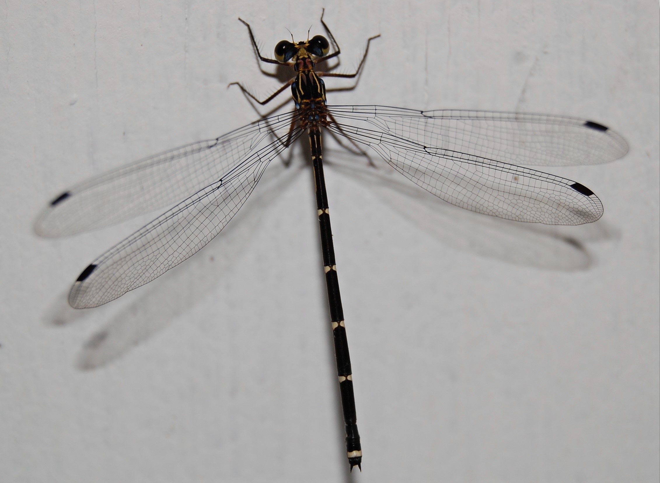 Azure Damselfly (Coenagrion puella)
