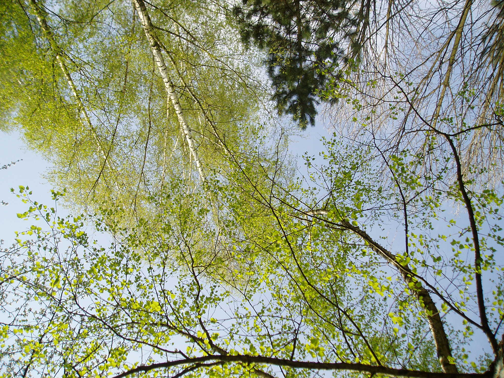 Mixture of trees at the Brezina Park (Birch Park), Trencin, Slovakia