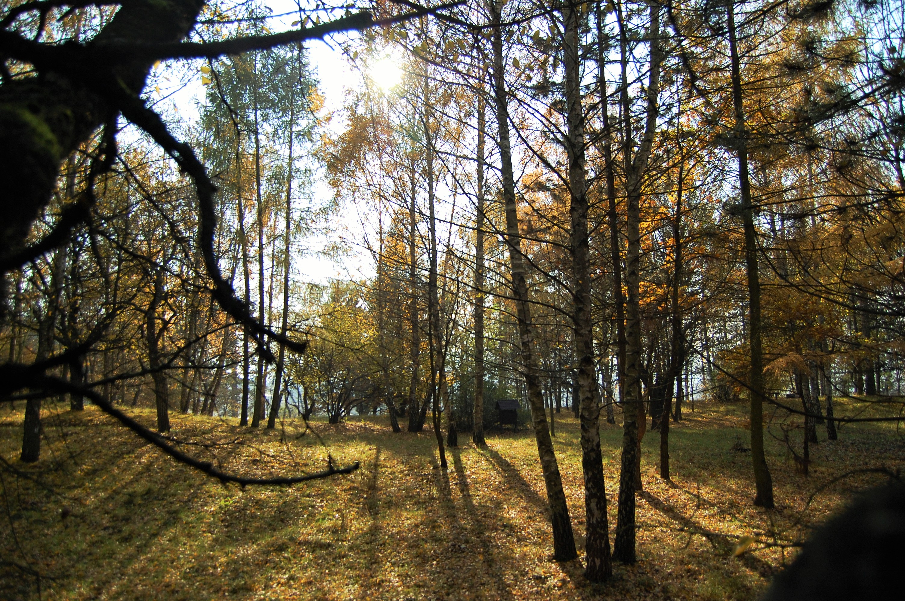 Trees at the Brezina Park (Birch Park) located over the Trencin town, Slovakia