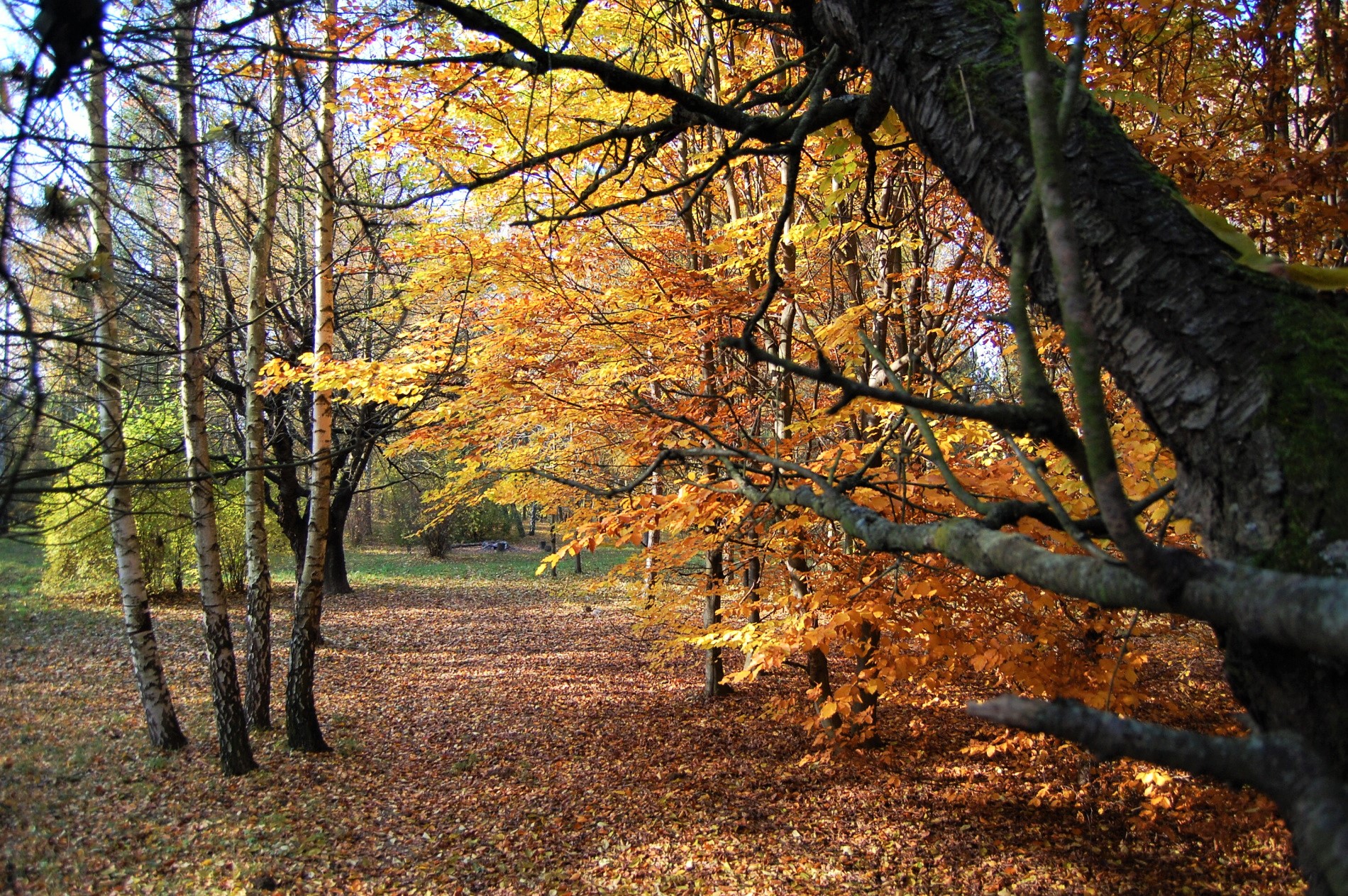 Autumn trees - "this way please"