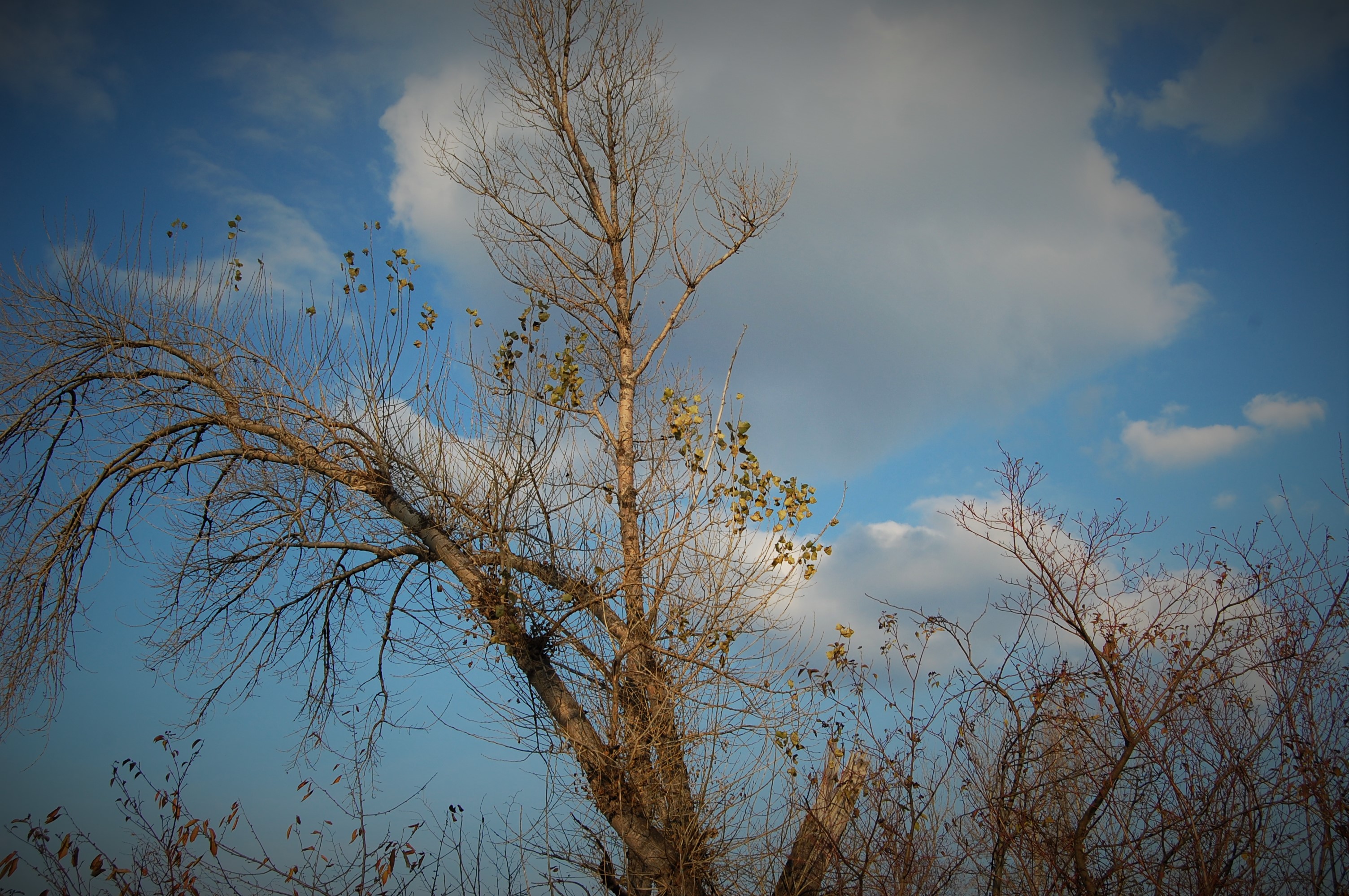 Trees stretching to the sky