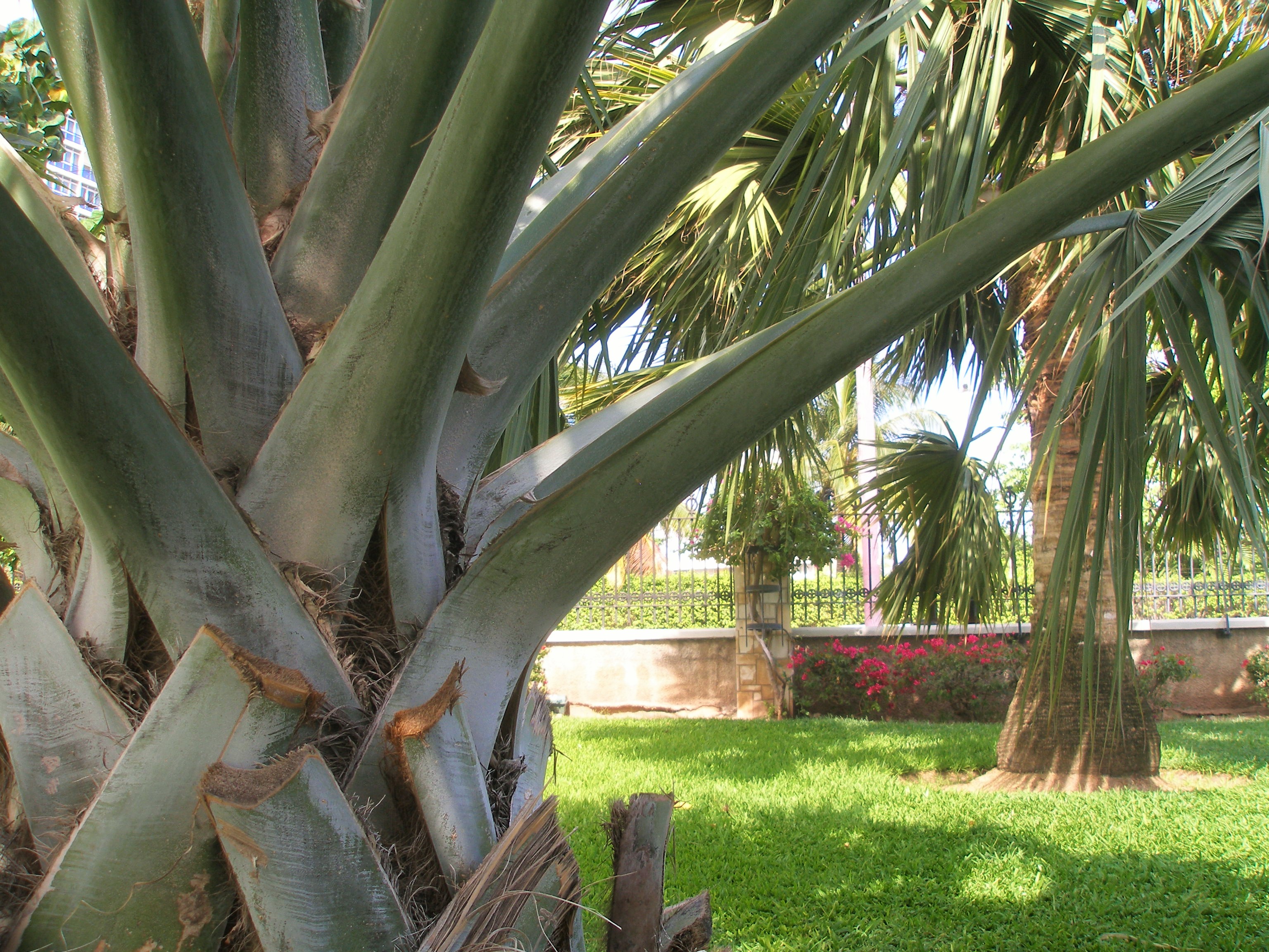 Palm trees at the Emancipation park, Kingston, Jamaica