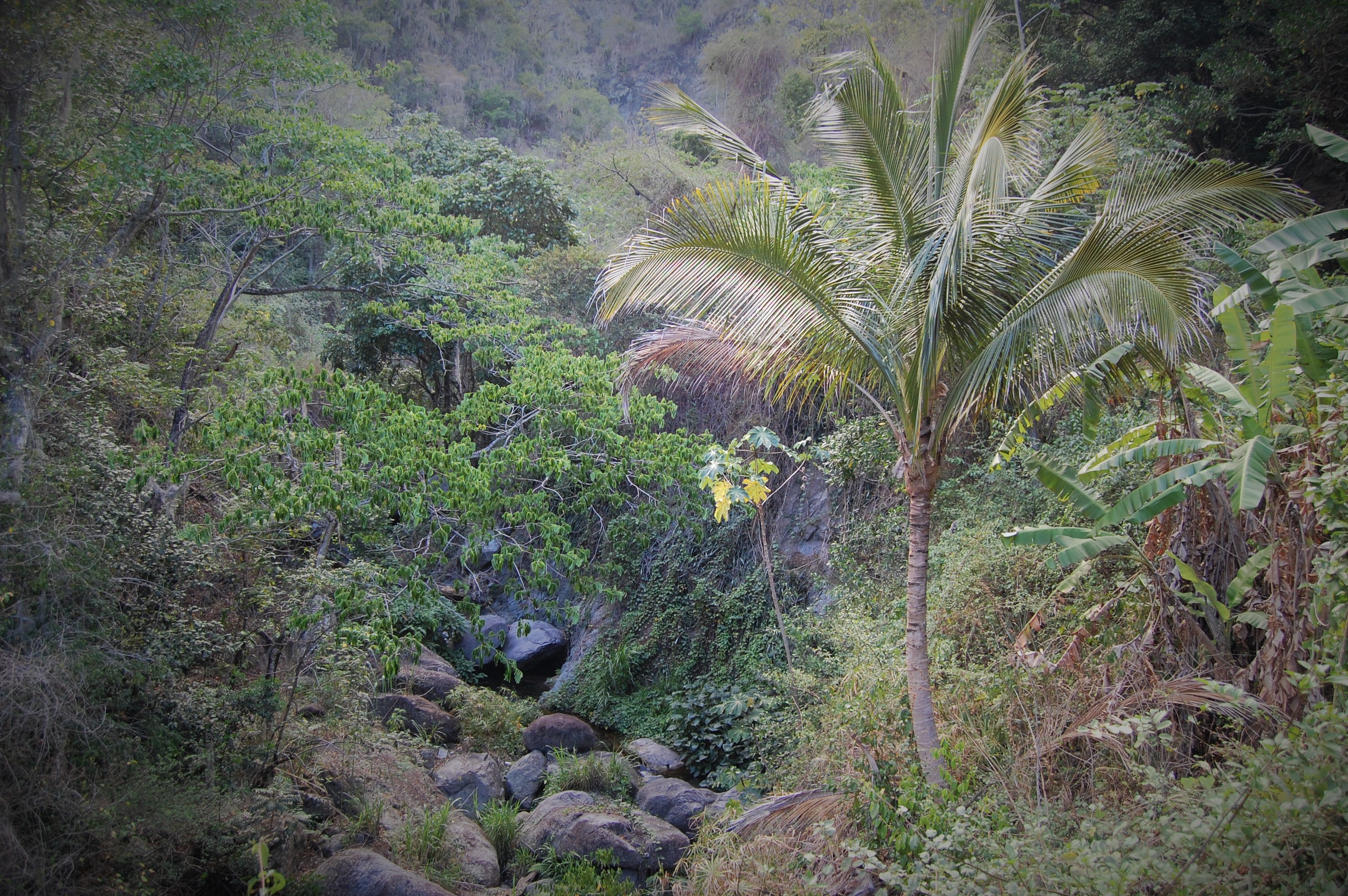 Palm tree, Penfield, Jamaica