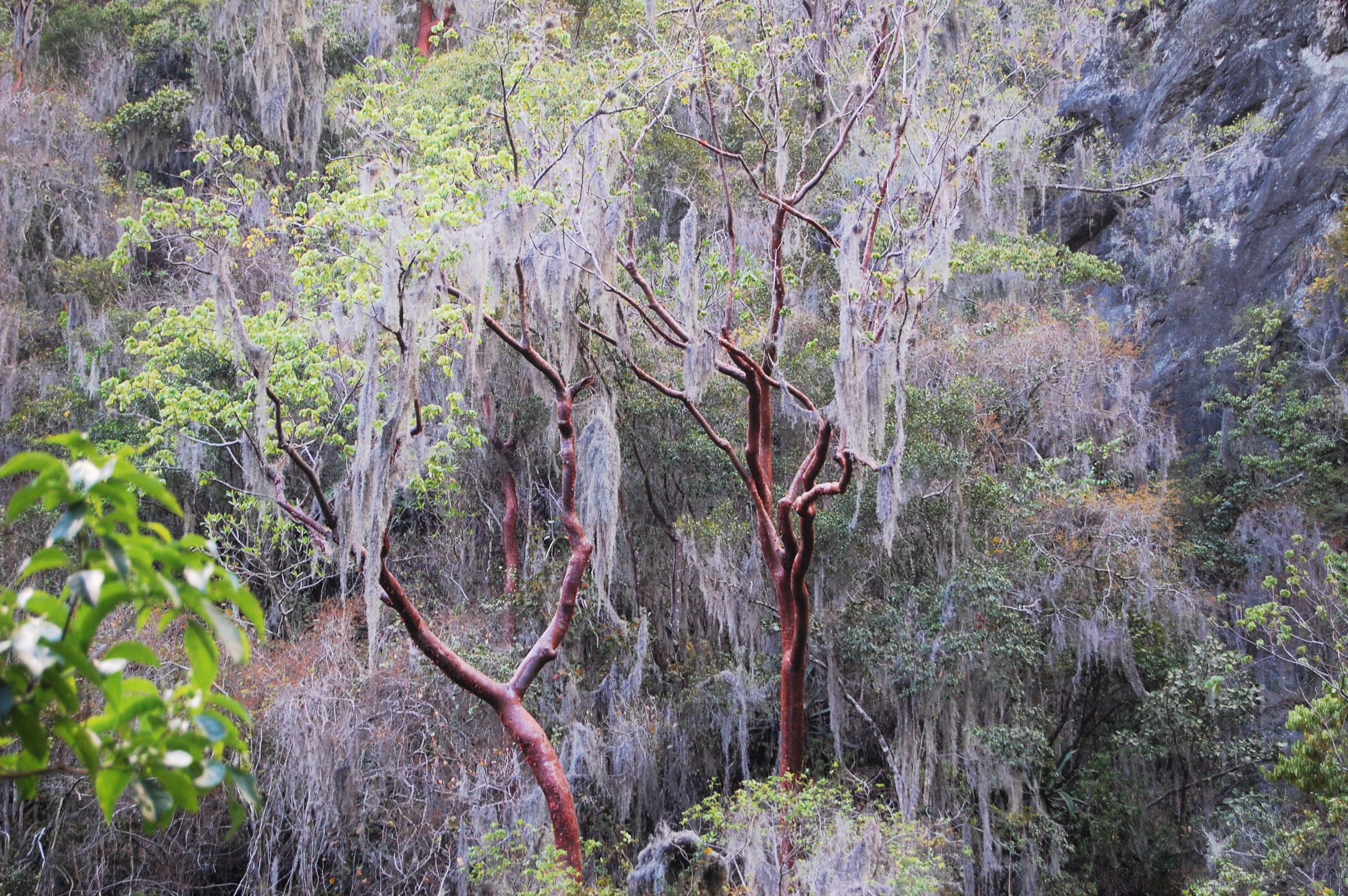 Madrone Trees, Penfield, Jamaica
