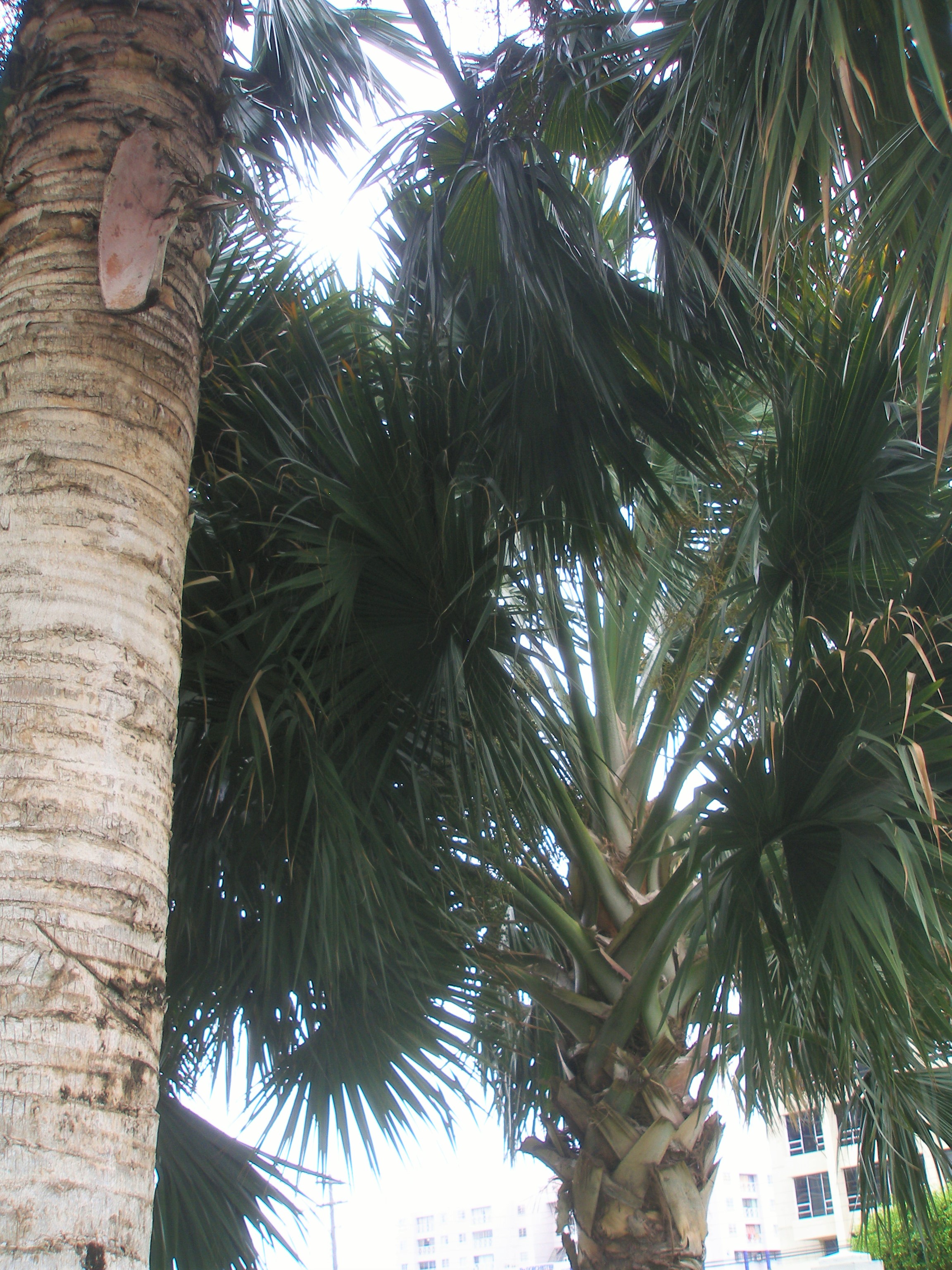 Palm tree at the Emancipation Park, Kingston, Jamaica