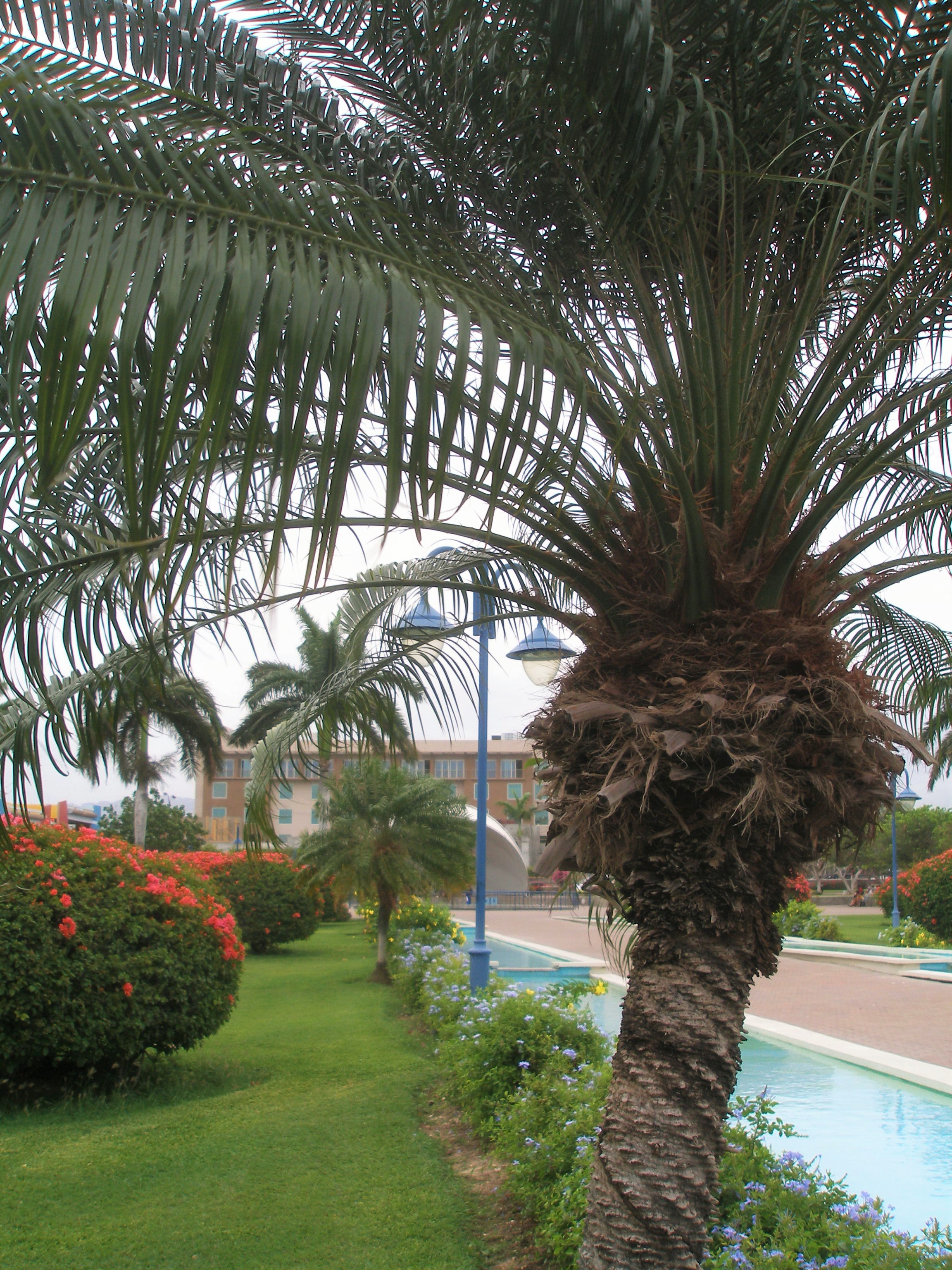 Palm tree at the Emancipation Park, Kingston, Jamaica