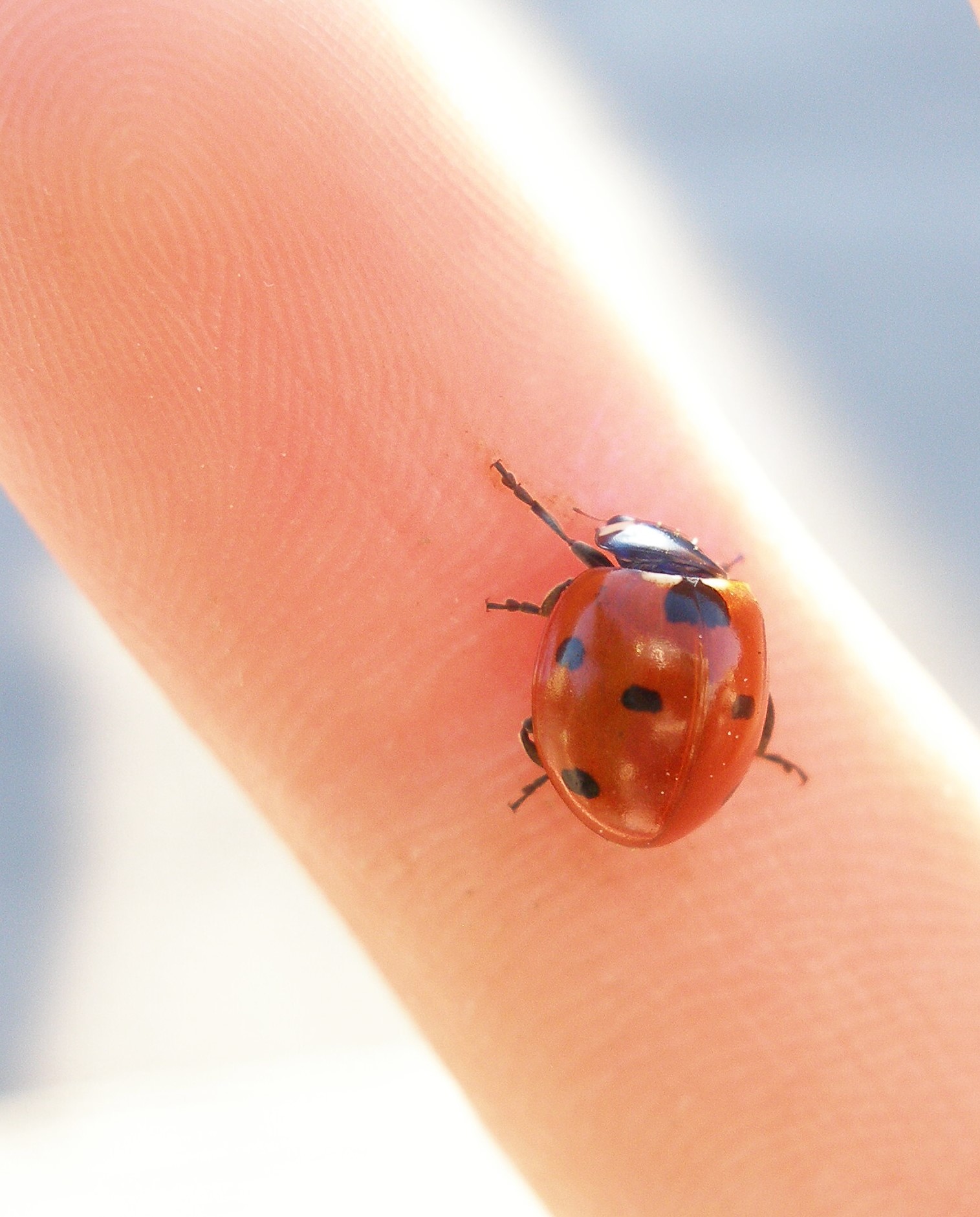 Ladybird, Ladybird...