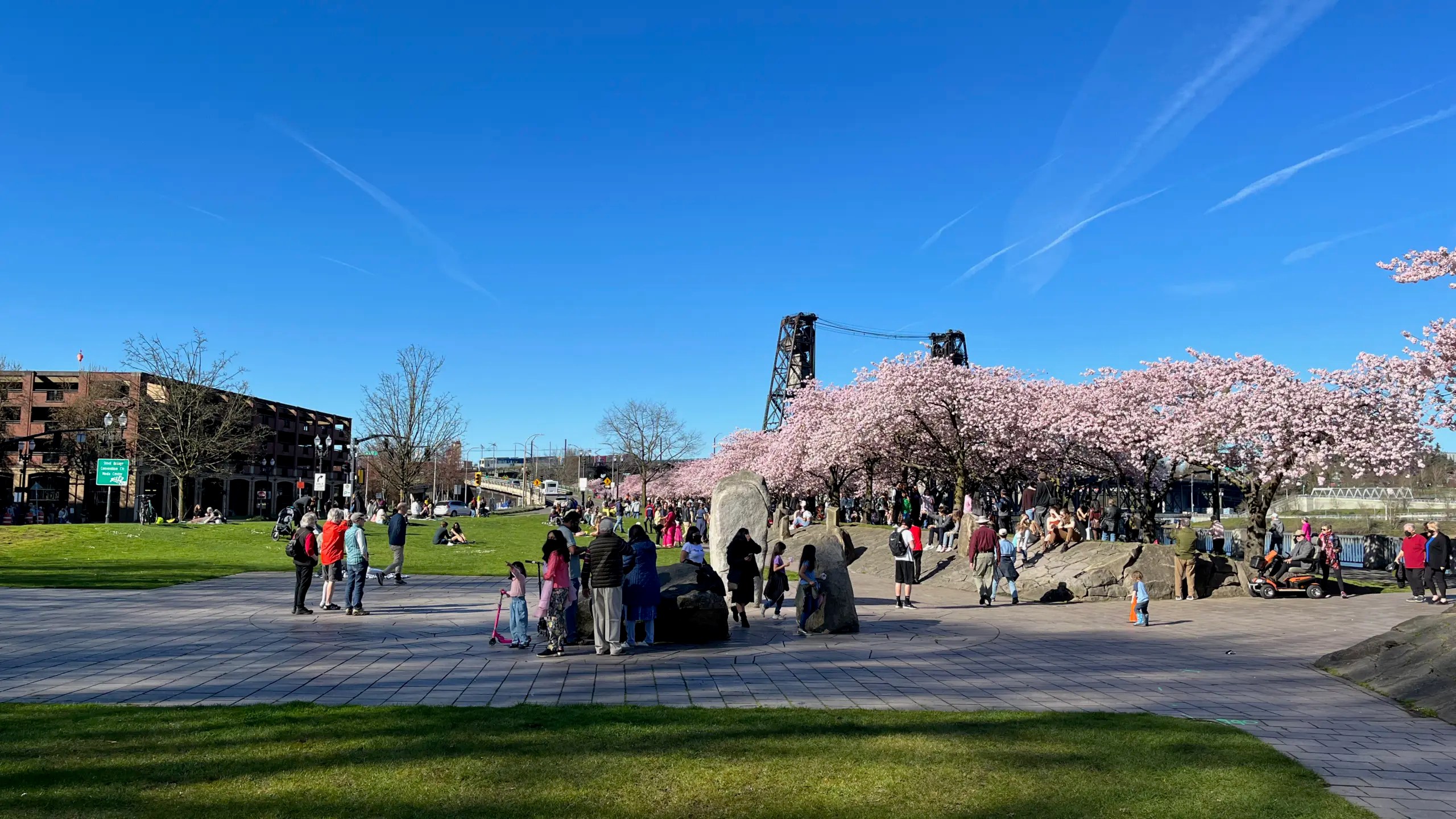 Photo of cherry blossoms at Governor Tom McCall Waterfront Park with a MAX train on the Steel Bridge in the far background.