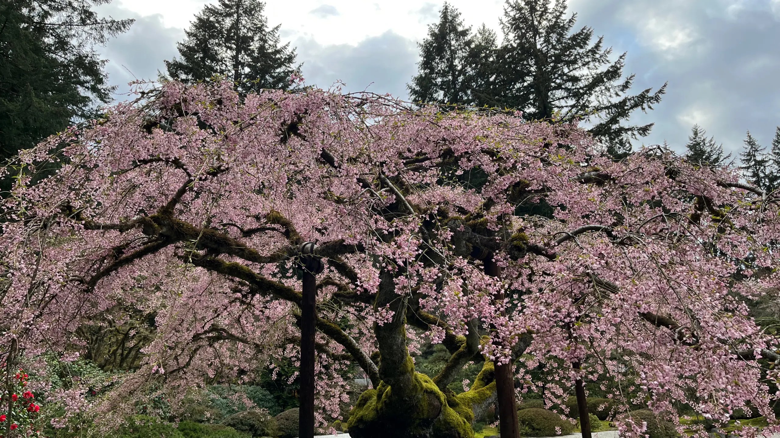 Photo of the weeping cherry tree at the Portland Japanese Garden in peak bloom.