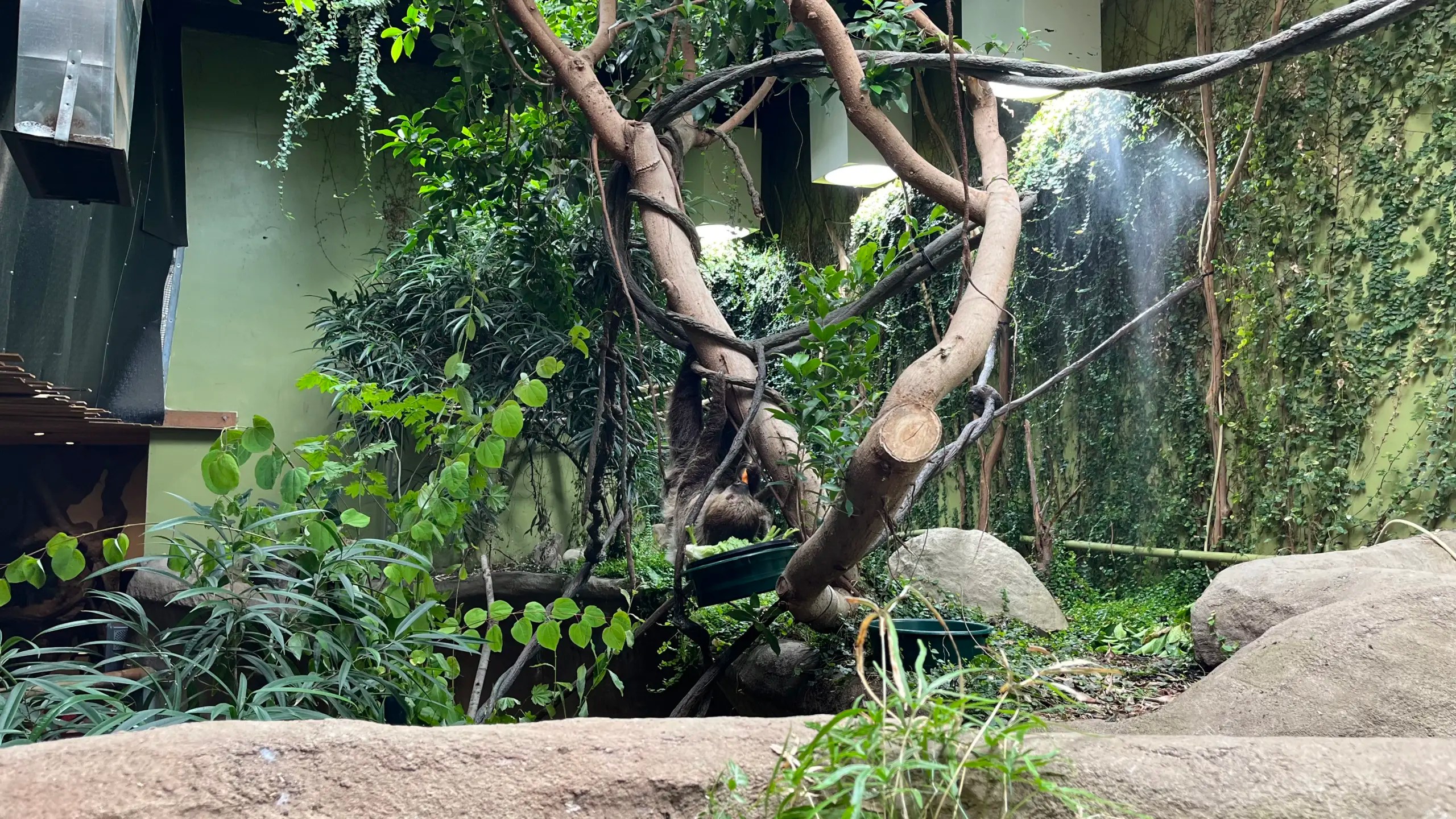 Photo of Berry, a Linne’s two-toed sloth, eating from a bowl filled with carrots and lettuce in her exhibit at the Oregon Zoo.