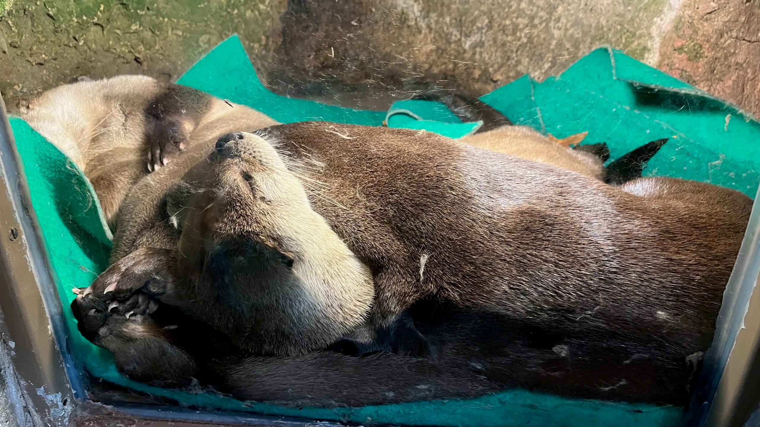 Photo of a pile of river otters sleeping at the Oregon Zoo.