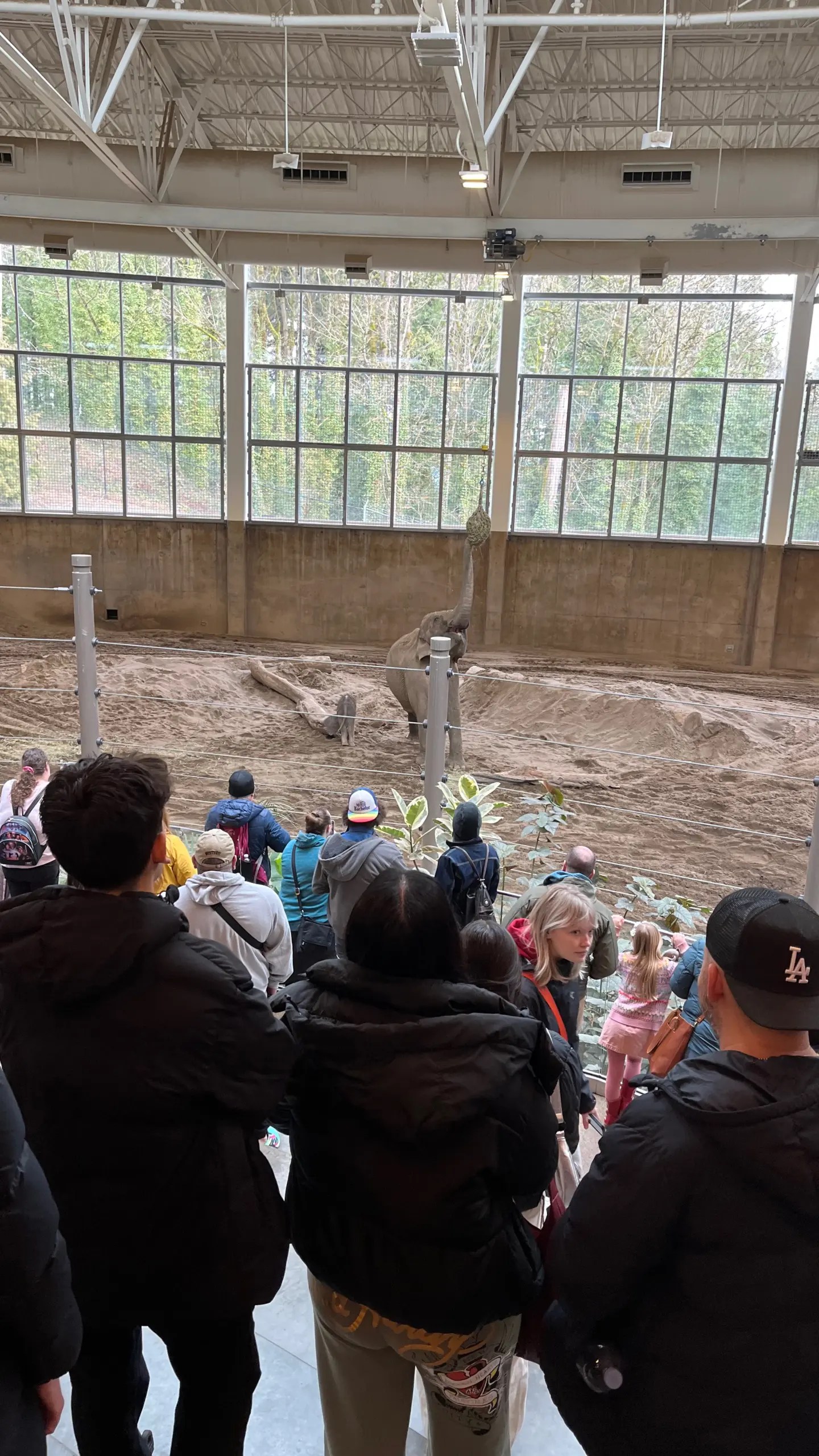 Photo of Tula-Tu, left, next to mother Rose-Tu, right.