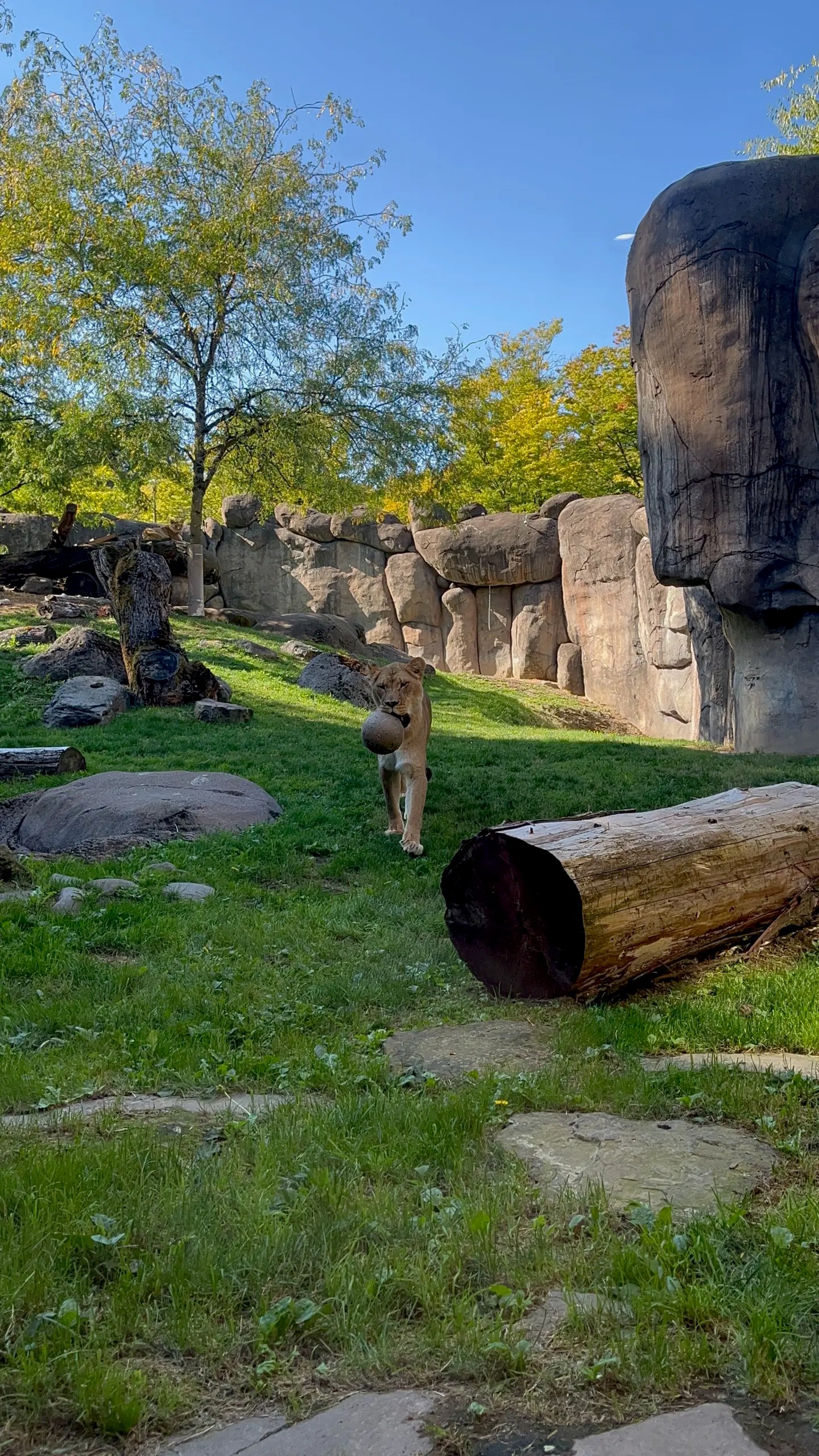 Photo of one of the female lions at the Oregon Zoo playing with a ball.