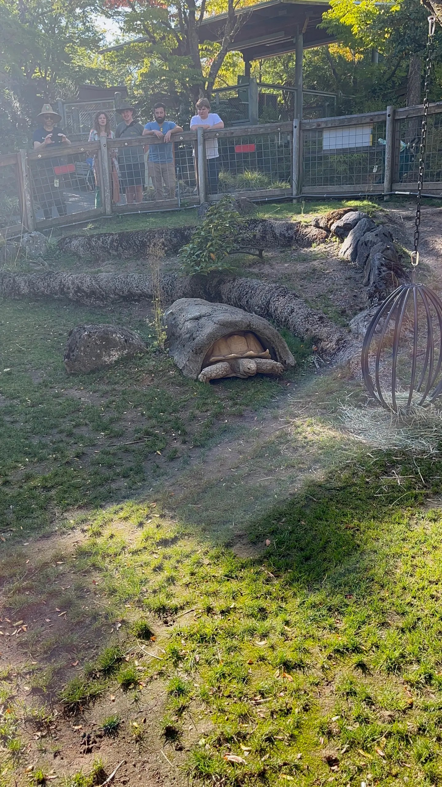 Photo of Dozer passing through a tunnel in his habitat at the Oregon Zoo.