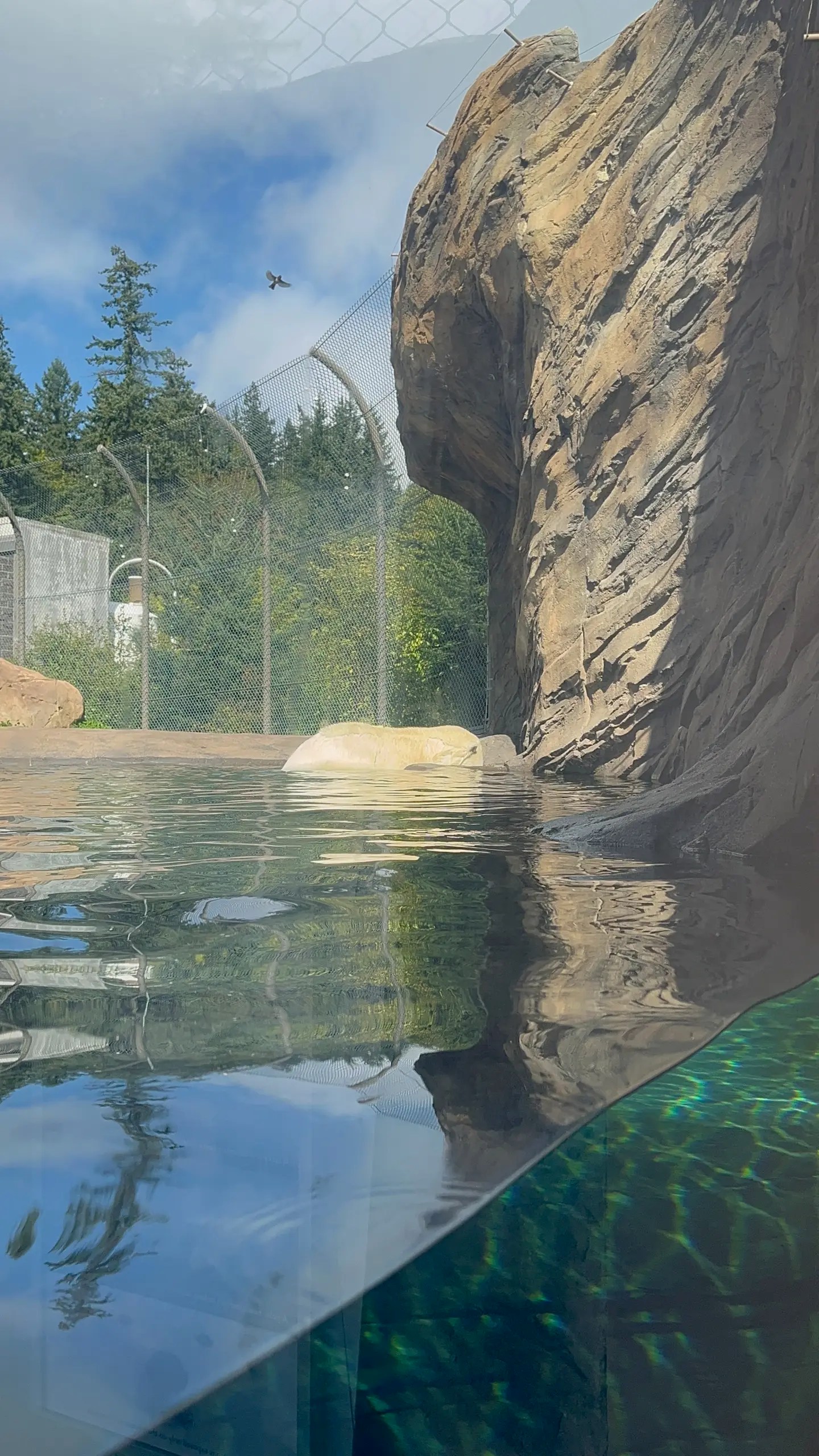 Photo of Nora swimming in one of the pools in the polar bear habitat at the Oregon Zoo.