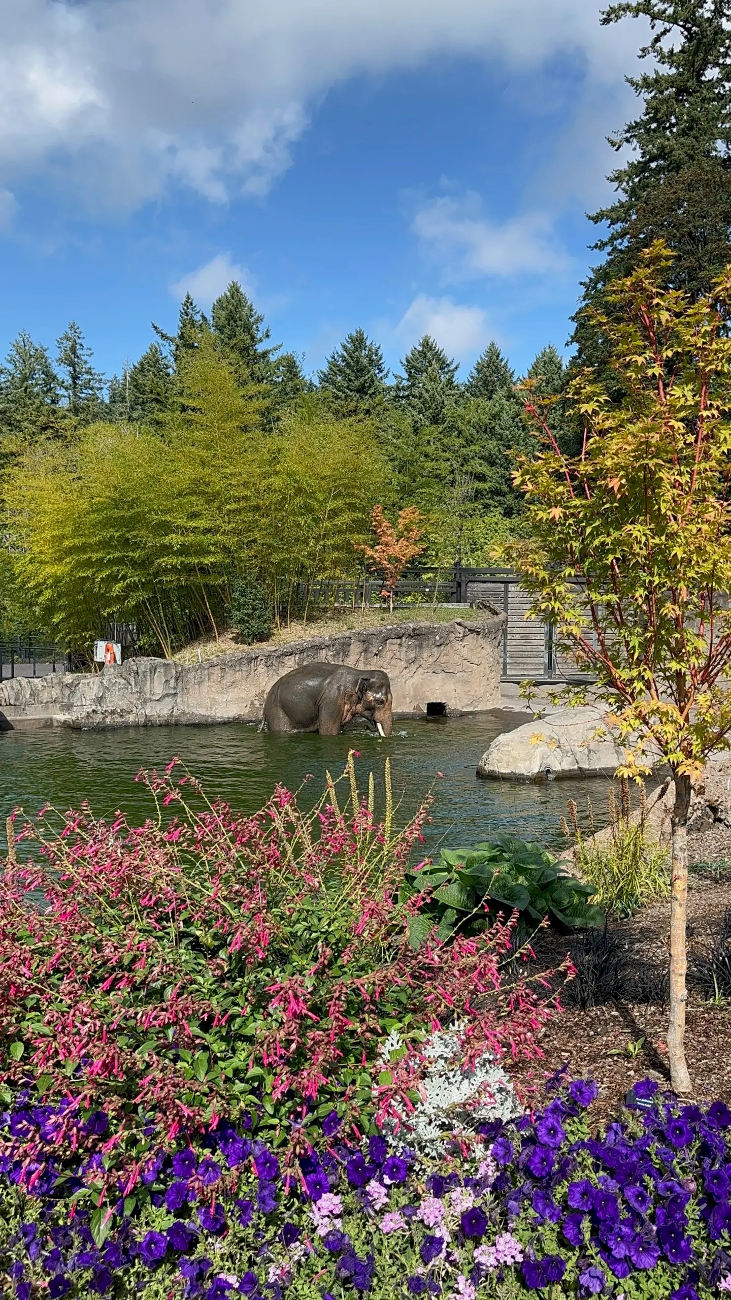 Photo of Sampson, one of the two male elephants at the Oregon Zoo, playing in the Elephant Pool.