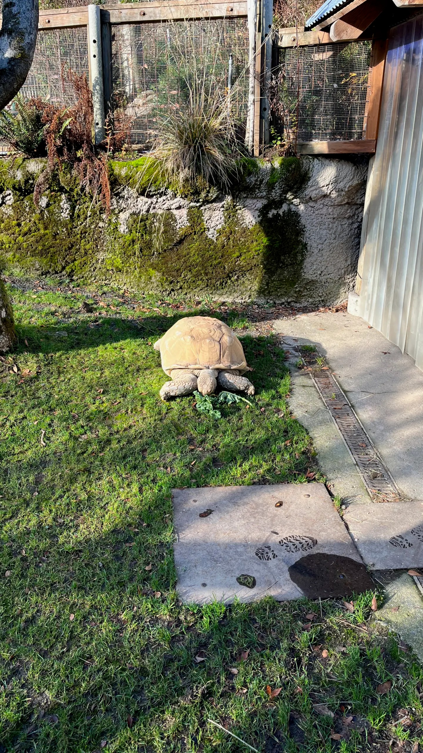 Photo of Dozer the tortoise at the Oregon Zoo snacking on some kale.