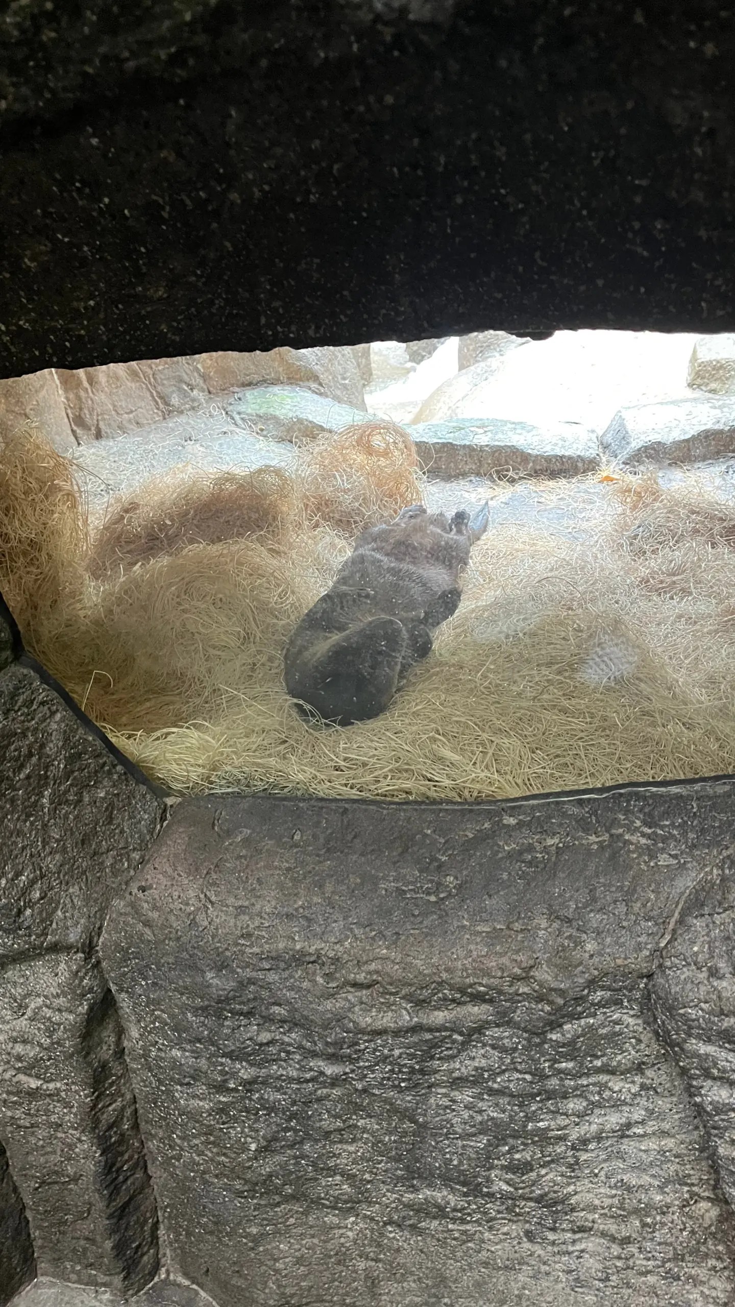 Photo of a river otter laying on its backside in its den at the Oregon Zoo.