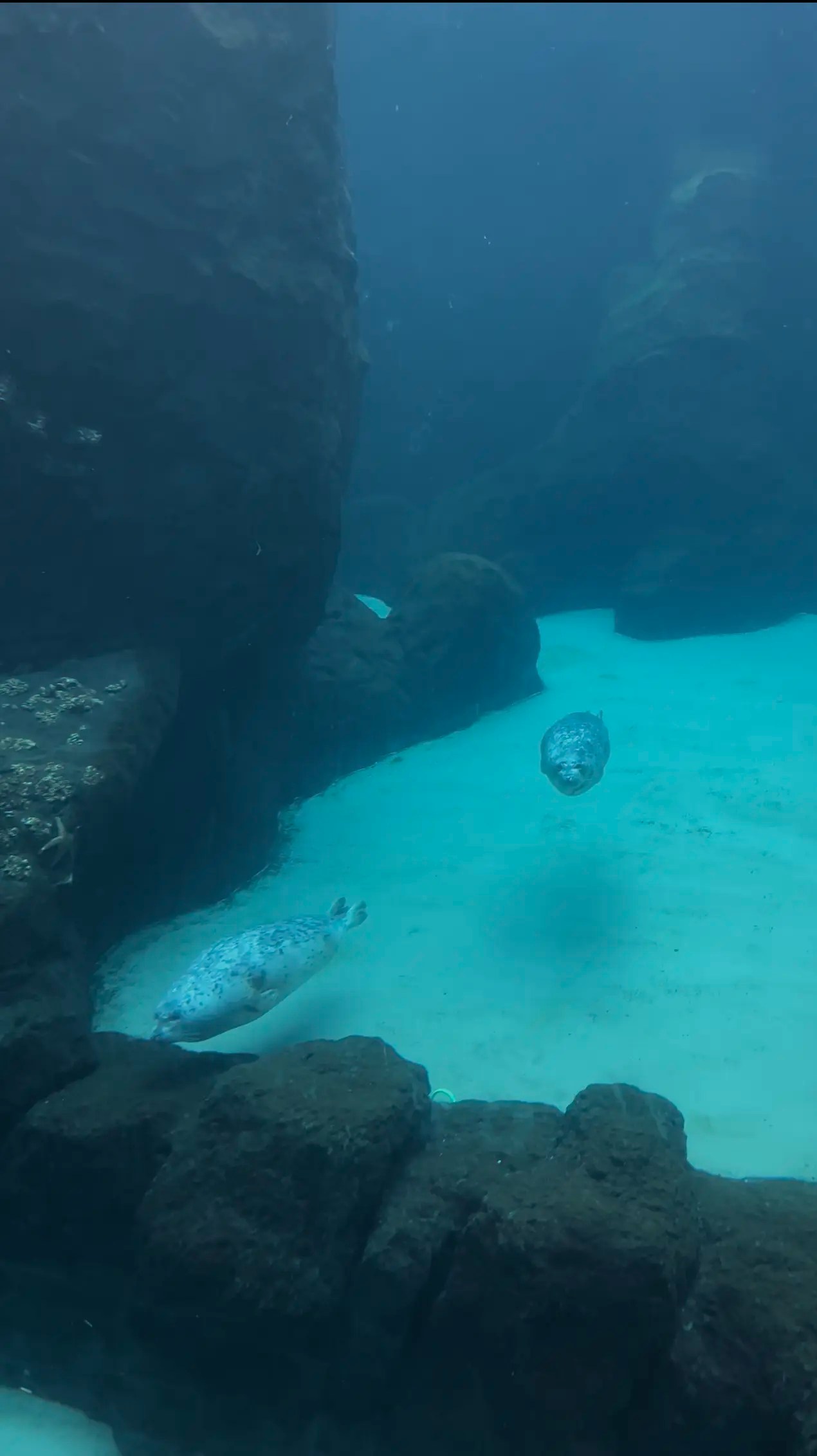 Photo of two seals swimming around their habitat in the Oregon Zoo.