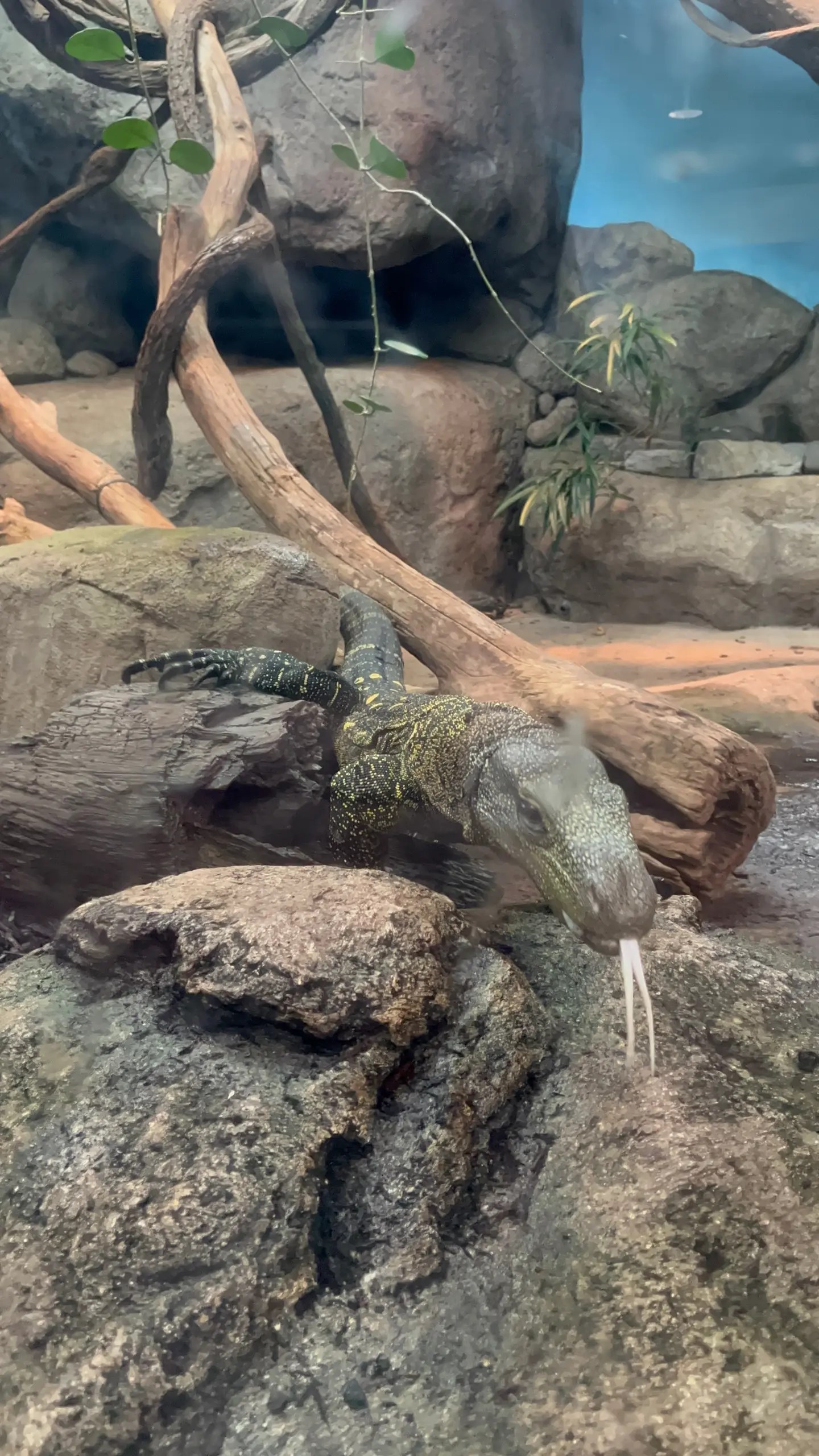 Photo of Johnny 5, the crocodile monitor at the Oregon Zoo, sticking his tongue out while walking towards the glass of his habitat.